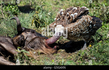 Vautour Ruppells manger, Serengeti, Tanzanie Banque D'Images