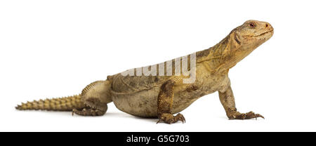 Femme mastigure égyptien (10 ans), uromastyx africanus giltay, devant un fond blanc Banque D'Images