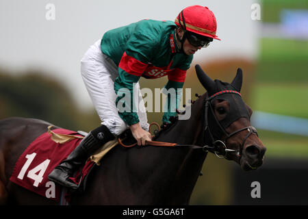 Les courses de chevaux - Haydock Park Racecourse Banque D'Images