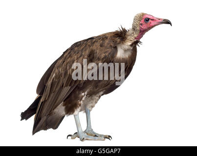 Hooded vulture Necrosyrtes monachus - (11 ans) devant un fond blanc Banque D'Images