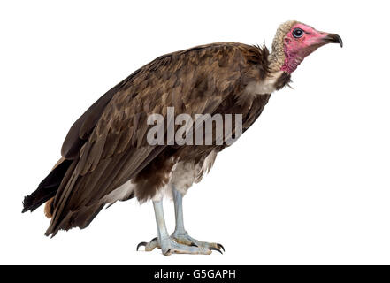 Hooded vulture Necrosyrtes monachus - (11 ans) devant un fond blanc Banque D'Images