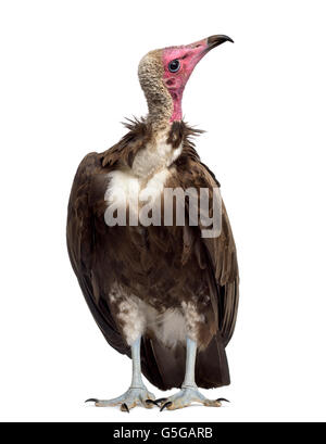 Hooded vulture Necrosyrtes monachus - (11 ans) devant un fond blanc Banque D'Images