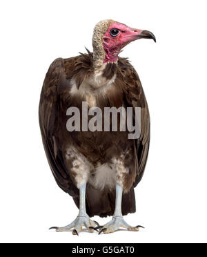 Hooded vulture Necrosyrtes monachus - (11 ans) devant un fond blanc Banque D'Images