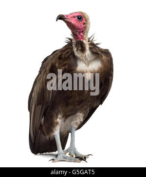 Hooded vulture Necrosyrtes monachus - (11 ans) devant un fond blanc Banque D'Images