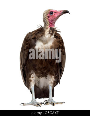 Hooded vulture Necrosyrtes monachus - (11 ans) devant un fond blanc Banque D'Images