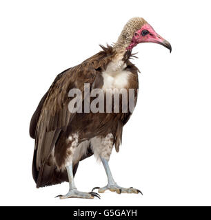 Hooded vulture Necrosyrtes monachus - (11 ans) devant un fond blanc Banque D'Images