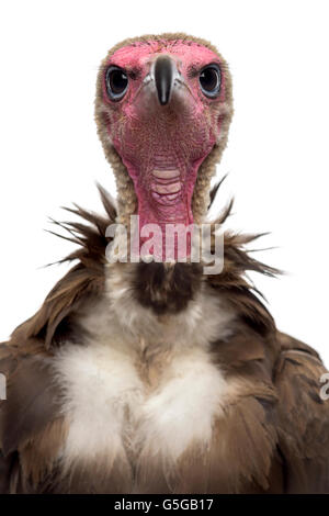 Close-up of a Hooded vulture Necrosyrtes monachus - (11 ans) devant un fond blanc Banque D'Images