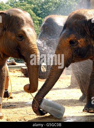 Dilberta et Mya (à gauche), les éléphants du zoo de Londres, qui ont profité d'un jovial à glace géant fabriqué à partir de tisanes pendant la période chaude, qui a frappé de nombreuses régions d'Angleterre et du pays de Galles, bien que les prévisionnistes aient averti que le sort chaud saule bientôt Banque D'Images