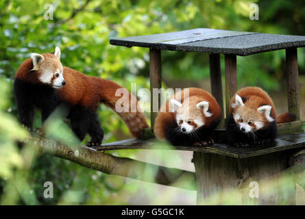 Pandas Roux Bebe Photo Stock Alamy