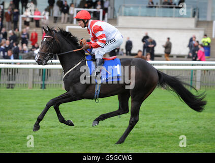 Dans le Nonnery Stud E.B.F. Prises de jeune fille Banque D'Images