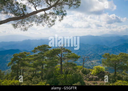 La vue sur les montagnes de Troodos à partir du haut. Avec les cèdres sur l'avant-plan Banque D'Images