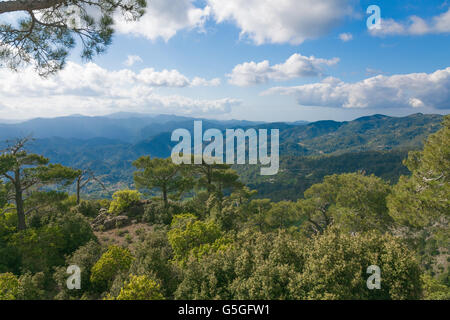 La vue sur les montagnes de Troodos à partir du haut. Avec les cèdres sur l'avant-plan Banque D'Images