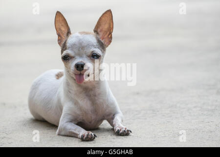 Les petits cheveux courts chihuahua dog outdoor Banque D'Images