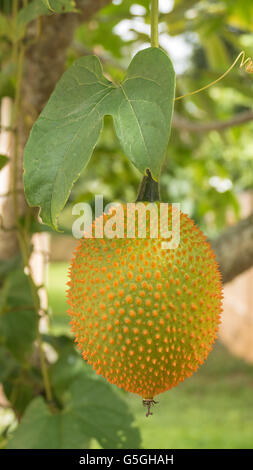 Concombre Amer printemps ou Momordica cochinchinensis Spreng fruits sur le jardin des plantes à Banque D'Images