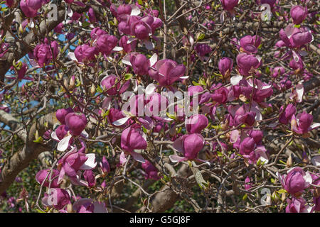 Grace McDade saucer magnolia Banque D'Images