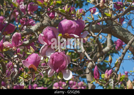 Grace McDade saucer magnolia Banque D'Images