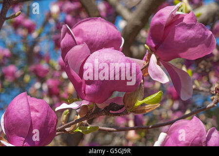 Grace McDade saucer magnolia Banque D'Images