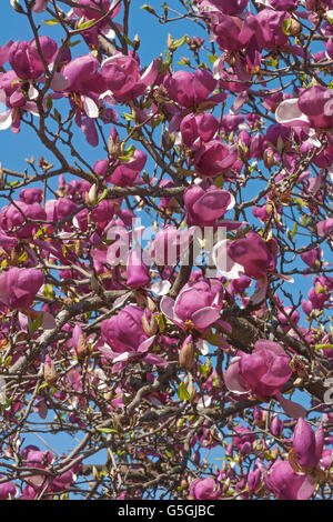 Grace McDade saucer magnolia Banque D'Images