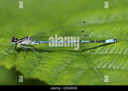 Demoiselle d'azur mâle de Coenagrion puella Banque D'Images