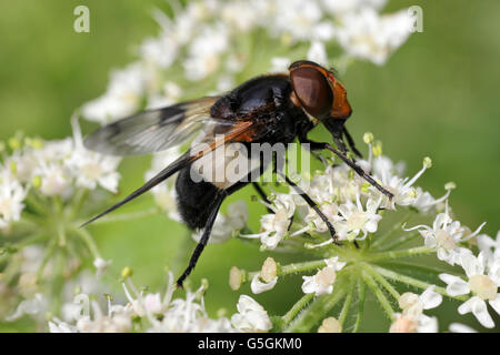 Grand Pied-hoverfly Volucella pellucens Banque D'Images