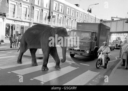 Rani l'éléphant arrête la circulation alors qu'elle utilise une traversée piétonne dans l'écluse de Camden à Londres. Le stunt publiait les prochains spectacles du cirque de Noël de Gerry Cottle. Banque D'Images