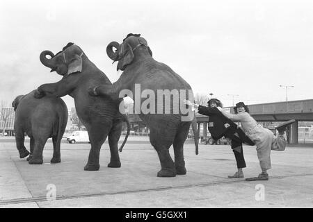 Les éléphants, de gauche à droite, Susy, Janie et Sarah, avec les clowns Harry Hazzard et Always Hazzard, s'entraîner avant l'ouverture du cirque de Noël de Gerry Cottle au centre de conférence Wembley, Londres. Banque D'Images