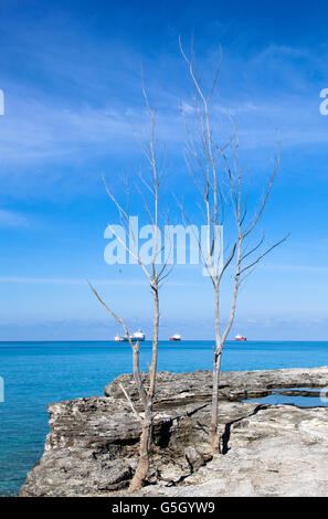 La vue des arbres morts sur une côte rocheuse avec des navires de charge dans un contexte (l'île de Grand Bahama). Banque D'Images