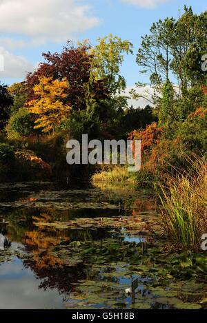 Couleurs d'automne exposées aux jardins Burnby Hall, Pocklington, East Yorkshire. Banque D'Images