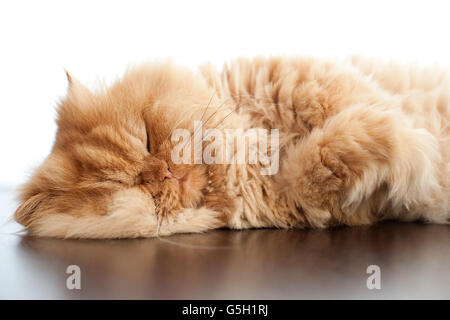 Chat persan dormir sur le tableau Banque D'Images