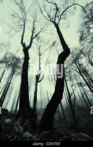 Forêt brumeuse effrayant avec ton monochrome Banque D'Images