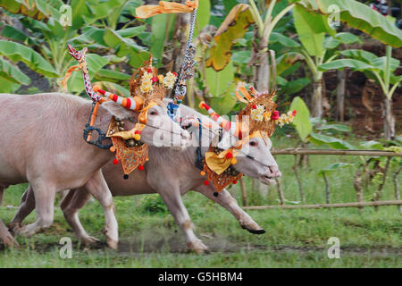 L'exécution de taureaux décoré par des masques cérémoniels, belle décoration en action sur les courses de buffles d'eau traditionnel balinais Makepung Banque D'Images