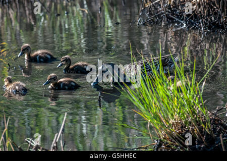 Cette mère Canard colvert prend ses bébés dehors pour un déjeuner d'algues dans un bassin d'eau saumâtre. Banque D'Images