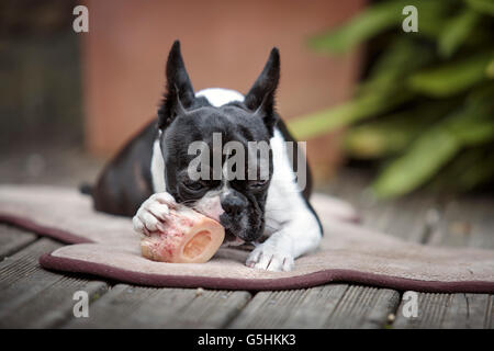 Portrait d'un Boston Terrier sa mastication marrowbone sur sa couverture sur la terrasse en été Banque D'Images