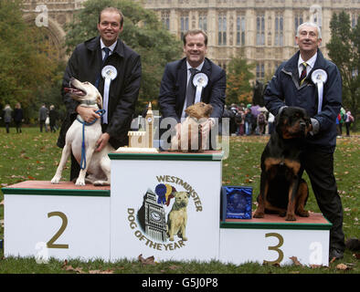 Westminster Dog de l'année Banque D'Images