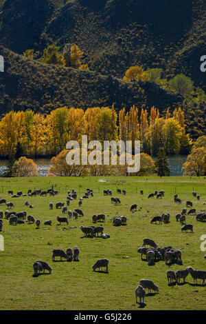 Les moutons, les terres agricoles et les couleurs de l'automne, près de Lake Aviemore, Waitaki Valley, North Otago, île du Sud, Nouvelle-Zélande Banque D'Images