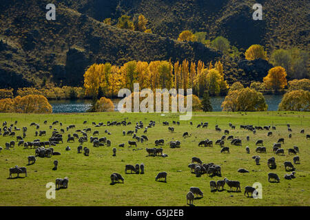 Les moutons, les terres agricoles et les couleurs de l'automne, près de Lake Aviemore, Waitaki Valley, North Otago, île du Sud, Nouvelle-Zélande Banque D'Images