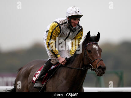 Les courses de chevaux - Haydock Park Racecourse Banque D'Images