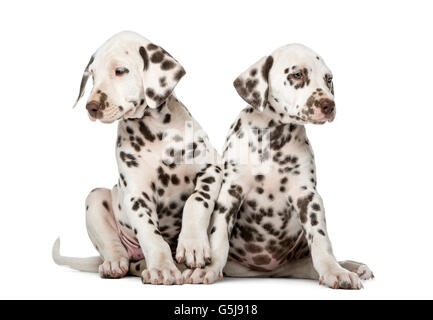 Deux chiots Dalmatien devant un fond blanc Banque D'Images