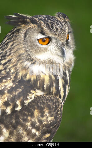 Londres Eagle Owl Banque D'Images