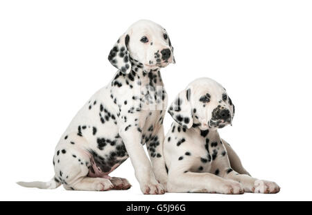 Deux chiots Dalmatien devant un fond blanc Banque D'Images