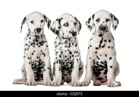 Trois chiots Dalmatien assis devant un fond blanc Banque D'Images