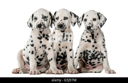 Trois chiots Dalmatien assis devant un fond blanc Banque D'Images