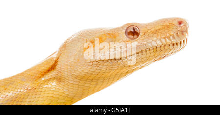 Close-up d'un Albino python royal devant un fond blanc Banque D'Images