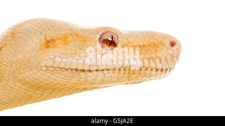 Close-up d'un Albino python royal devant un fond blanc Banque D'Images