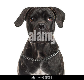 Close-up d'un cane corso devant un fond blanc Banque D'Images