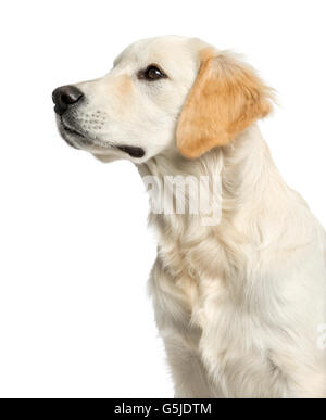 Close-up of a golden retriever devant un fond blanc Banque D'Images