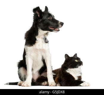 Chiot Border Collie et un chat devant un fond blanc Banque D'Images