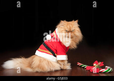 Chat persan vêtus de santa outfit Banque D'Images