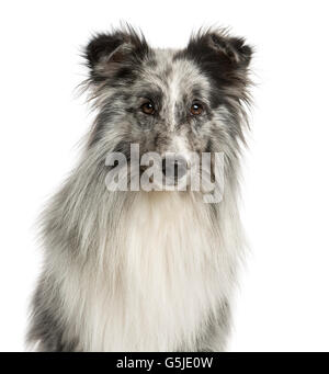 Close-up of a Shetland Sheepdog devant un fond blanc Banque D'Images