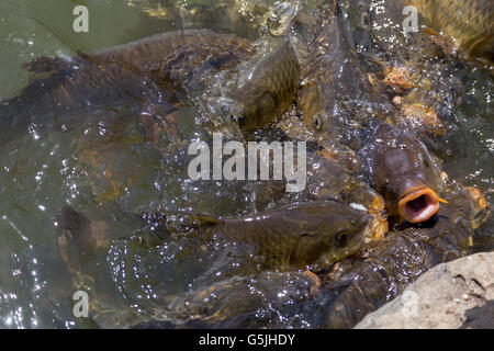 L'alimentation sous-marine gros plan de carpes avec la bouche ouverte Banque D'Images